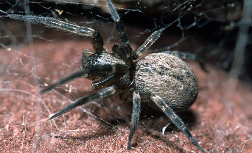 Grey House Spiders