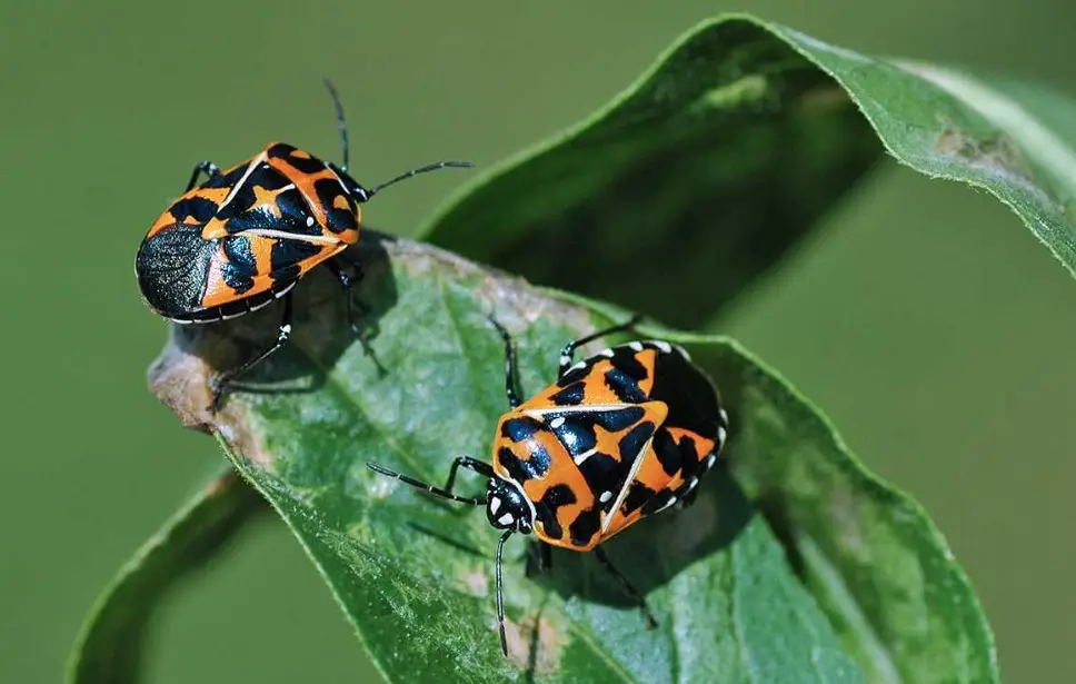 18 stink bugs in texas with pictures and identification