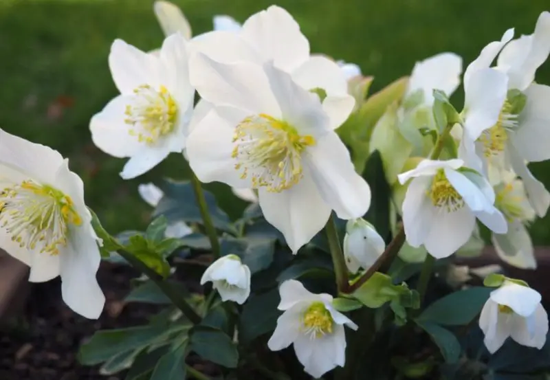 Flowers with White Bells