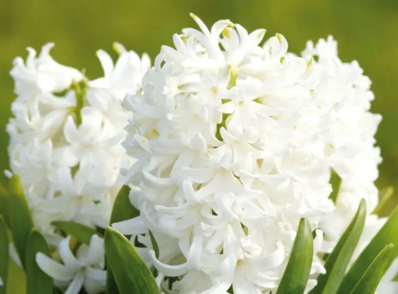 Flowers with White Bells