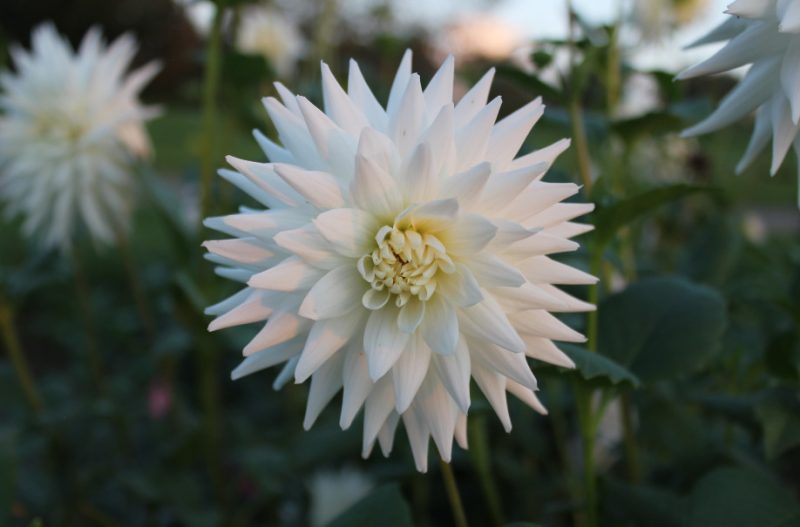 White Dahlia Flowers