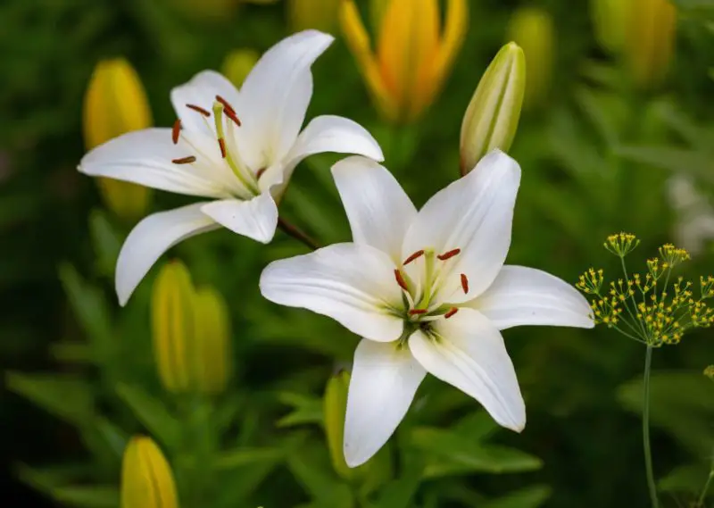 Flowers with White Bells