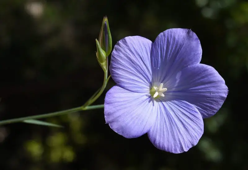15 Beautiful Flax Flowers with Pictures and Names