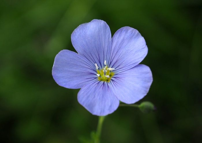 Flax Flowers