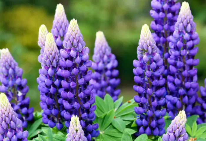 Cone-Shaped Flowers