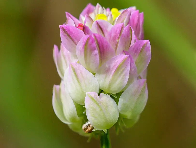 Cone-Shaped Flowers