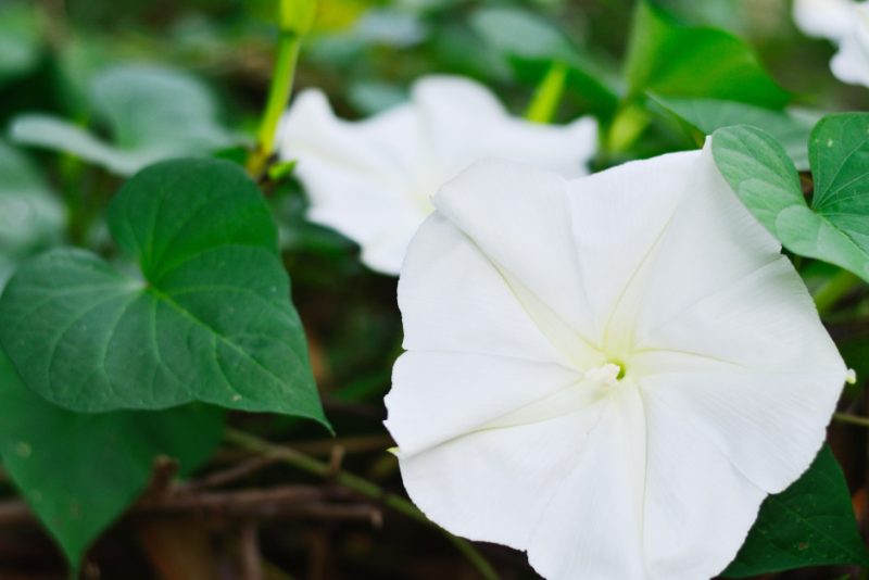 Flowers with White Bells