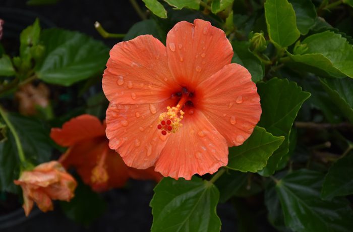 Orange Hibiscus