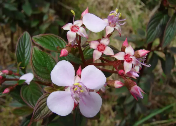 Pink Hawaiian Flowers