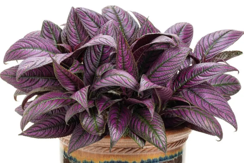 Plants with Purple and Green Leaves