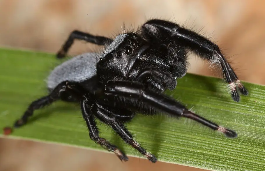 10 Grey House Spiders with Pictures and Identification