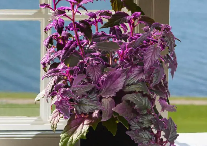 Plants with Purple and Green Leaves