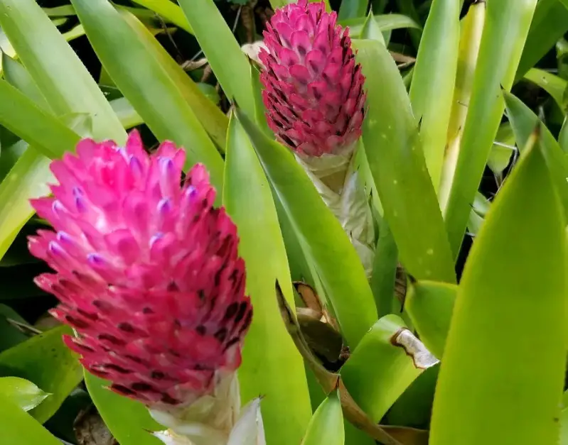 Cone-Shaped Flowers