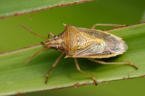 Stink Bugs in Texas