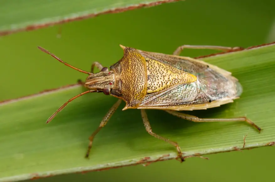 18 Stink Bugs in Texas with Pictures and Identification