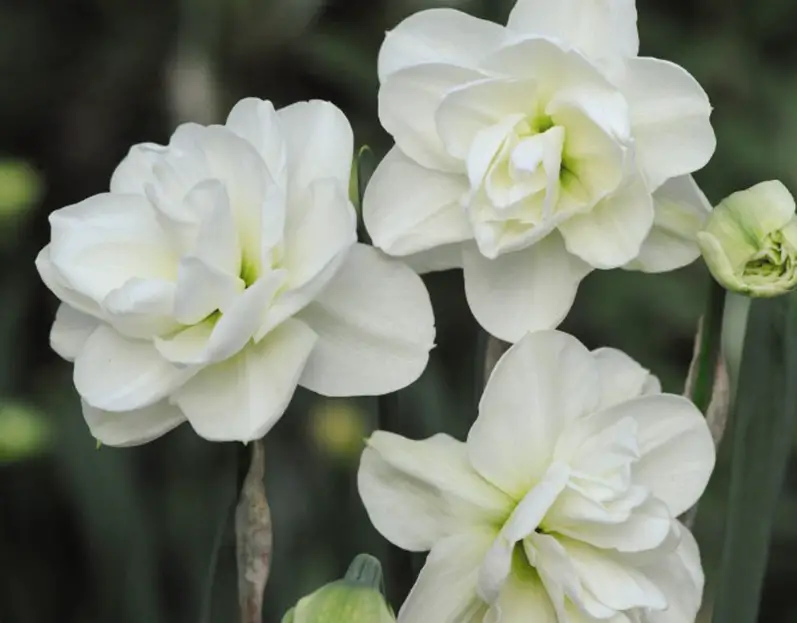 White Daffodils