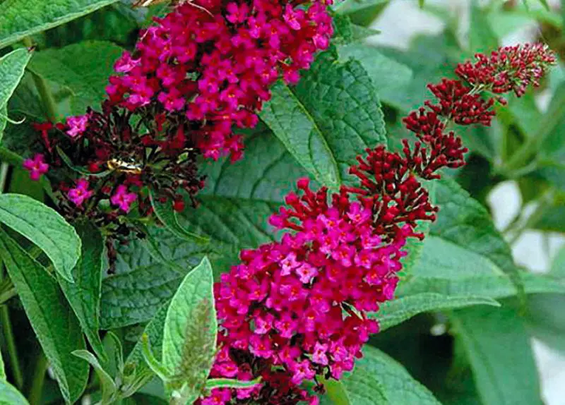 Butterfly Bush Varieties