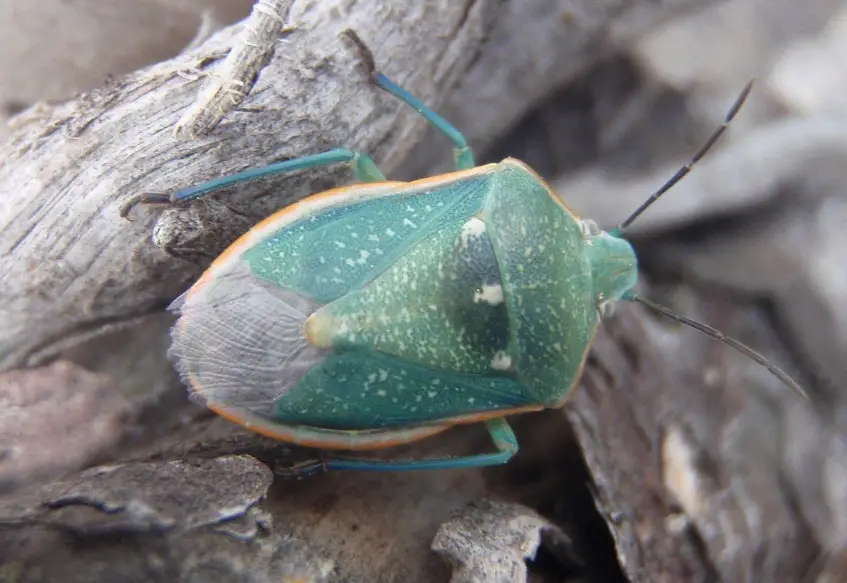Stink Bugs In Texas