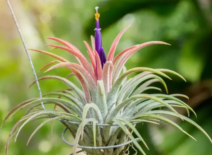 Air Plant Flowers