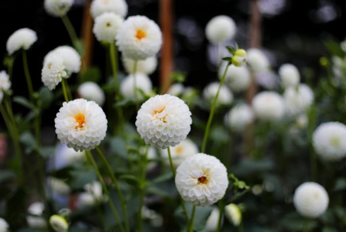 White Dahlia Flowers