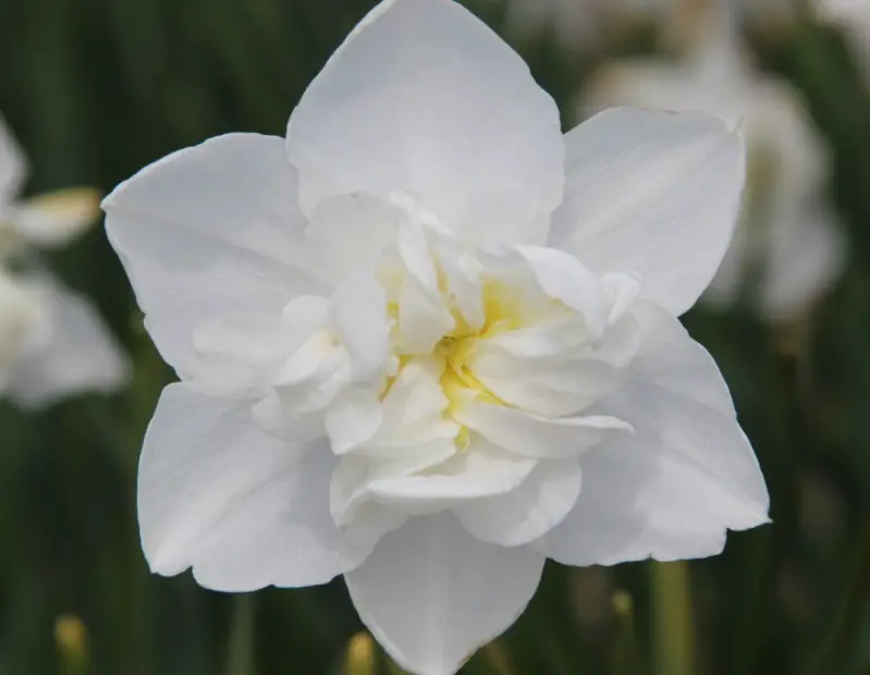 14 Types of White Daffodils with Pictures and Info