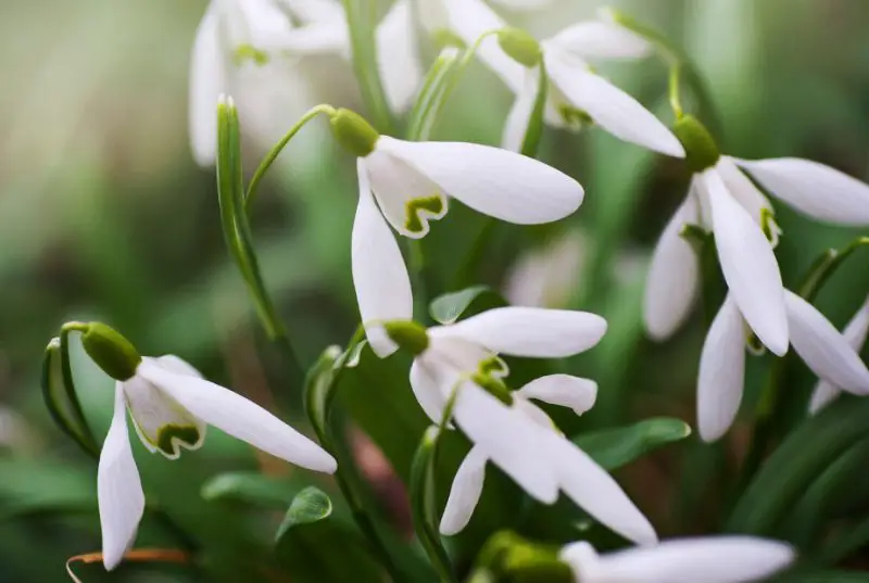 Flowers with White Bells