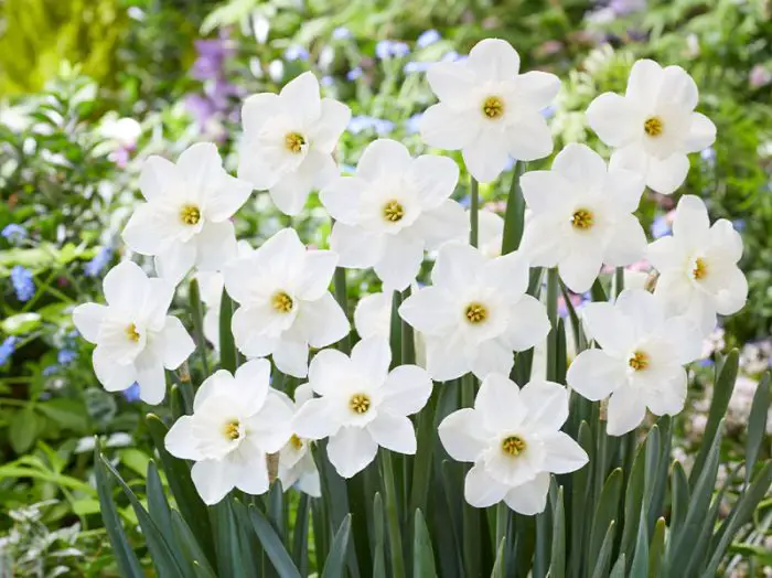 White Daffodils