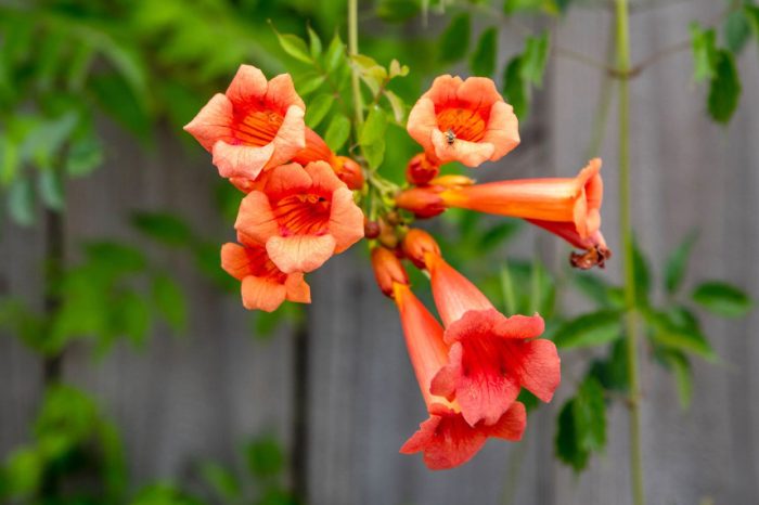 Flowers that look like bells