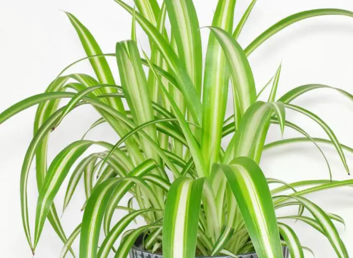 Types of Spider Plants