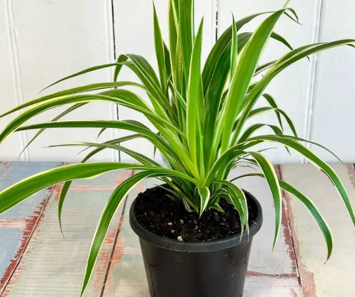 Types of Spider Plants