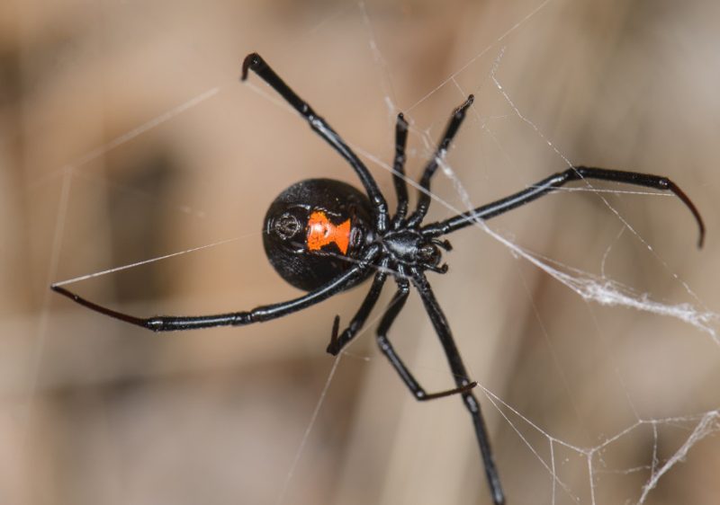 California Spiders