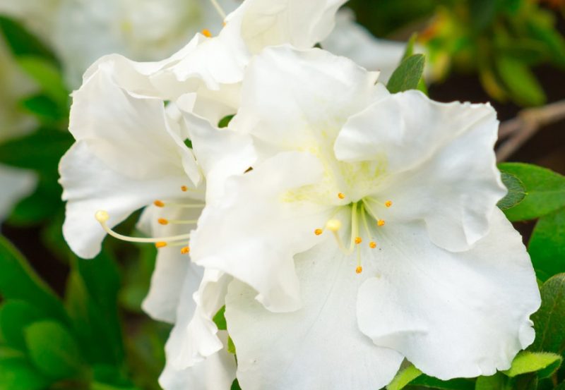 Flowers with White Bells