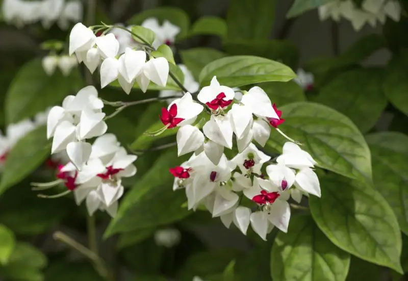 Flowers with White Bells