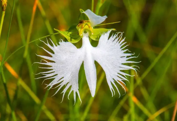 Flowers Looking Like Birds