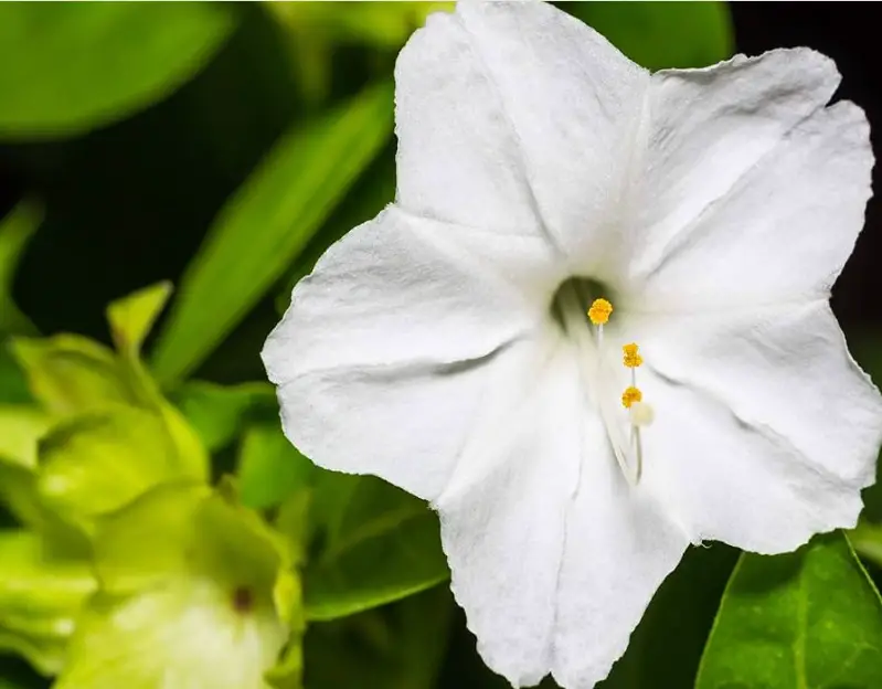 Flowers with White Bells