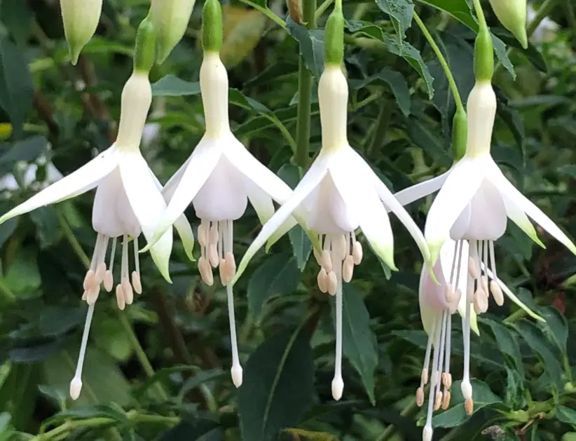 Flowers with White Bells