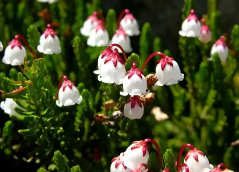 Flowers that look like bells