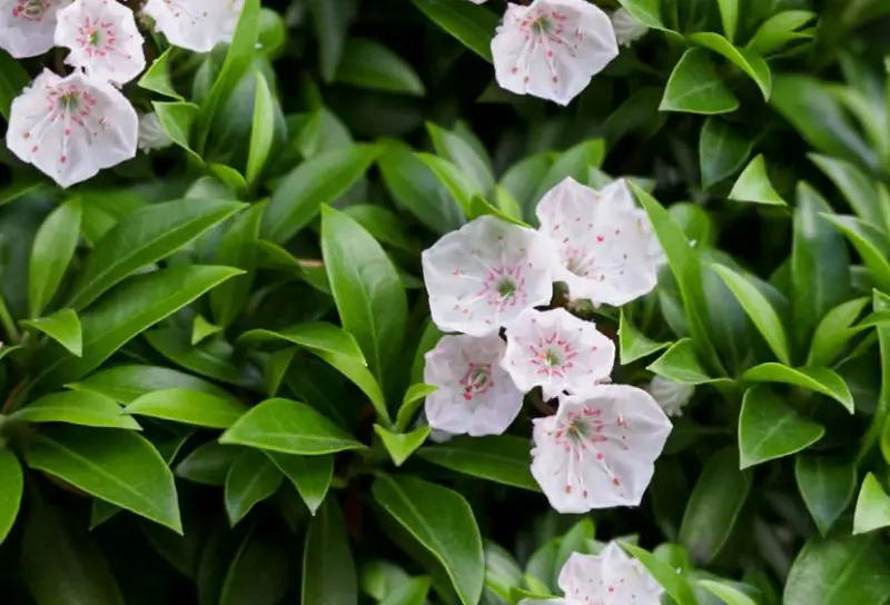 Flowers with White Bells