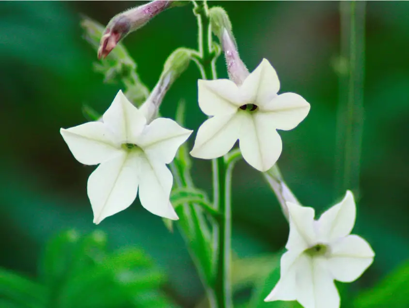 Flowers with White Bells