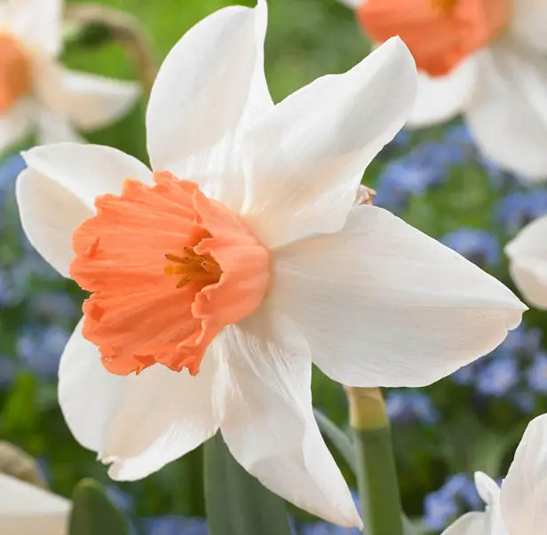 Pink Daffodils