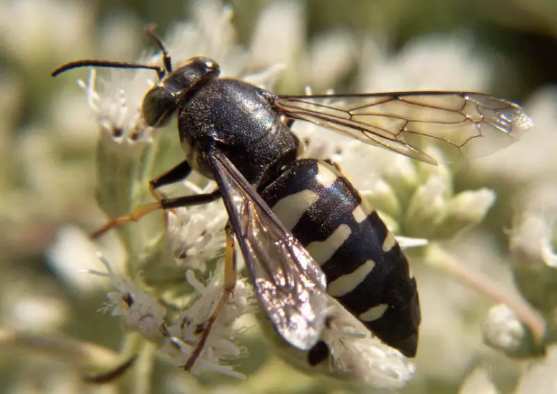 black with white striped wasp