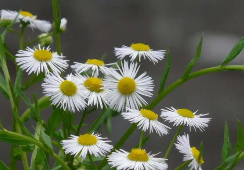 White Wildflowers