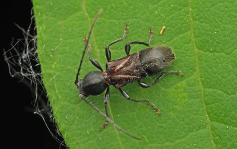 Beetles in Ohio