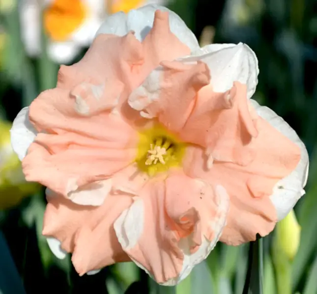 Pink Daffodils