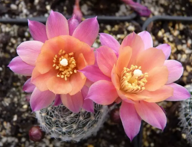 Succulent With Pink Flowers