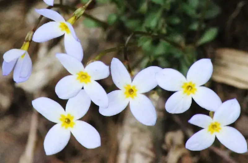 White Wildflowers