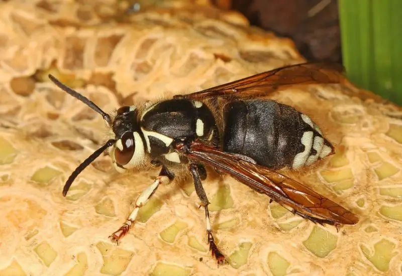 black with white striped wasp