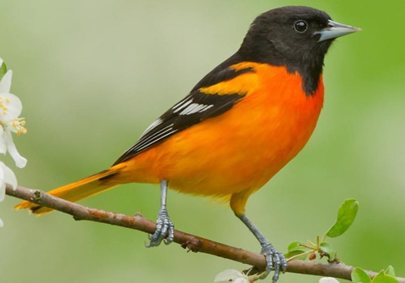 Birds with Orange Chests