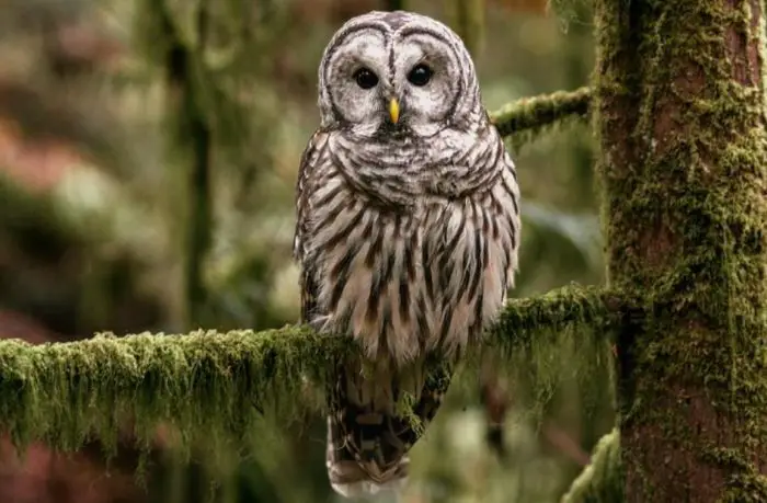 Owls in Florida