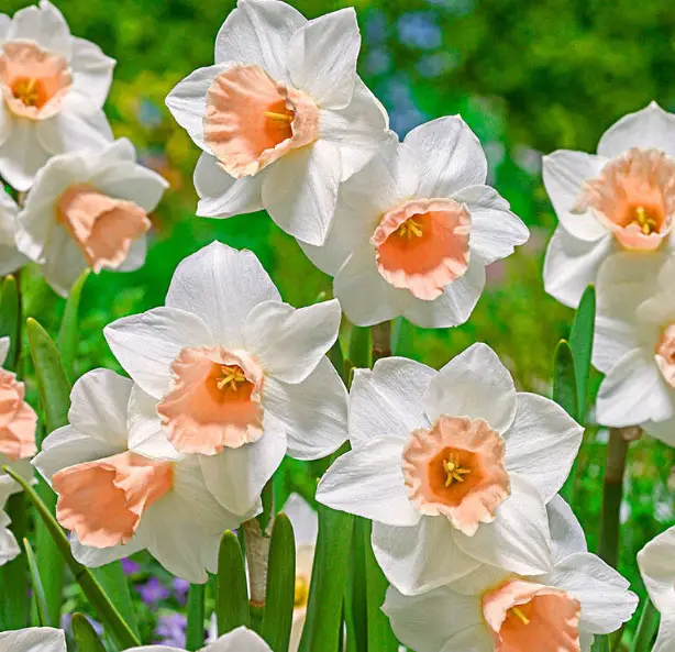 Pink Daffodils